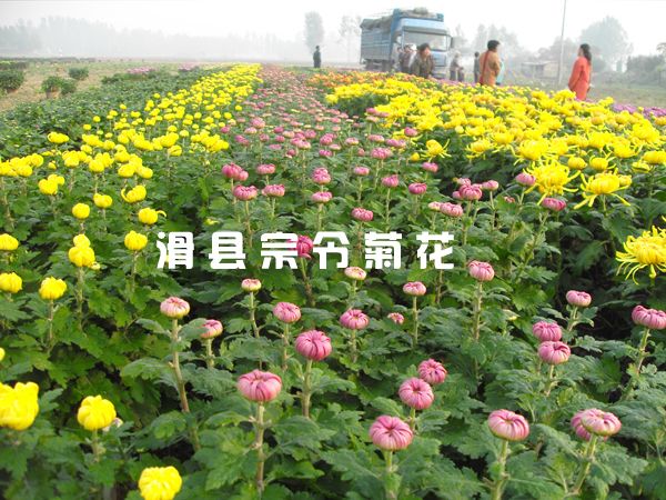 菊花銷(xiāo)售-2