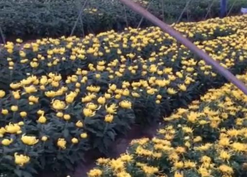 菊花好看買(mǎi)又貴，為啥不自己種植呢？