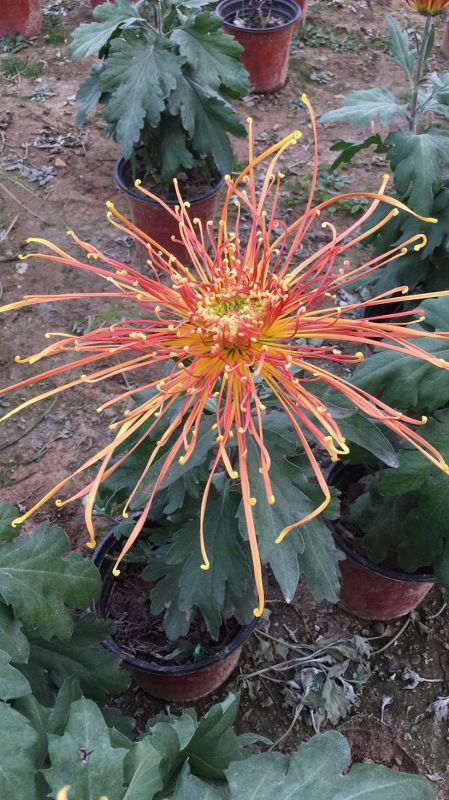 獨本菊